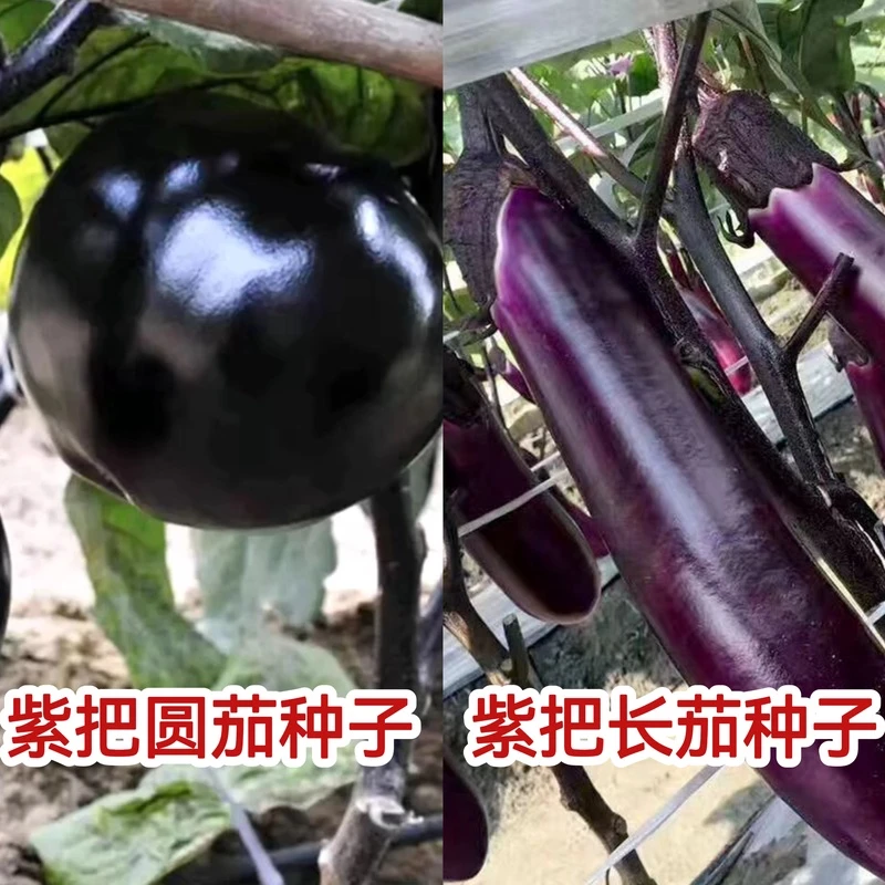 【全店满5元包邮】圆茄种子紫把长茄种子家庭种植  原厂包装
