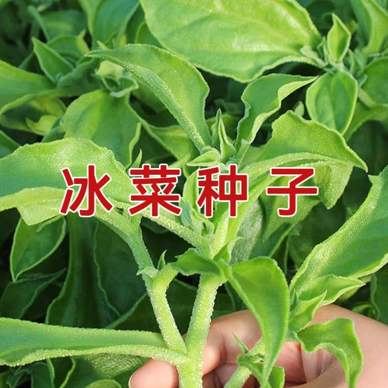 【全店满5元包邮】冰菜种子冰草种子 家庭种植