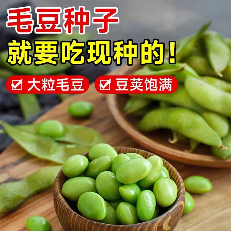 【全店满5元包邮】毛豆黄豆种子四季家庭简单种植  原厂包装