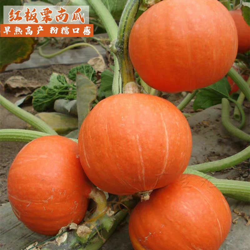 【全店满5元包邮】红蜜南瓜红板栗南瓜种子家庭简单种植 原厂包装