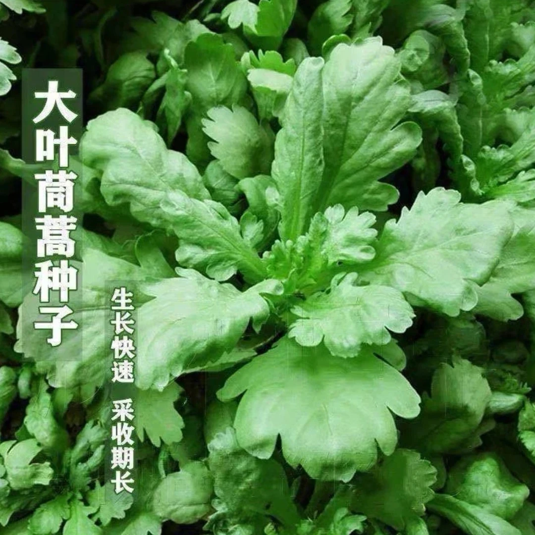 【全店满5元包邮】茼蒿种子大叶茼蒿种籽四季家庭盆栽 原厂包装