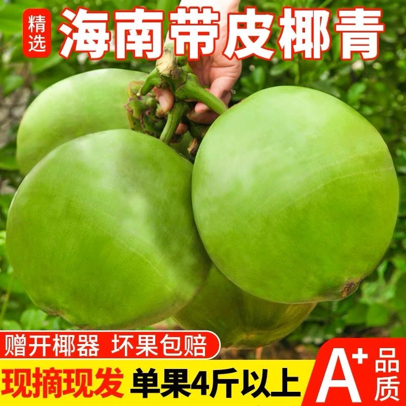 特大果海南带皮椰青新鲜椰子青皮椰果纯天然孕妇水果精选整箱发货