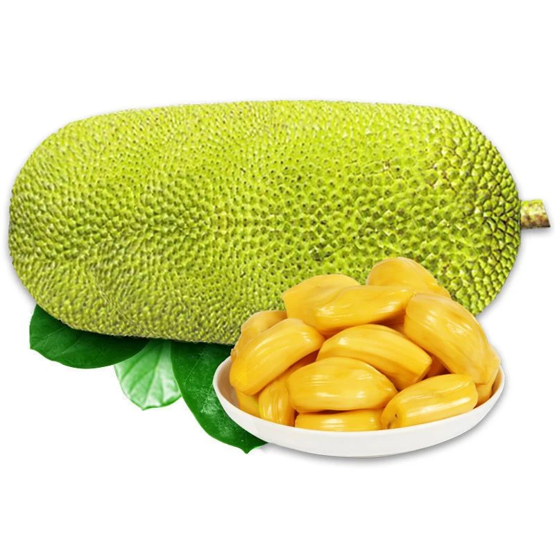 【确认生熟再食用】海南木菠萝新鲜热带水果黄肉木萝蜜一整个包邮