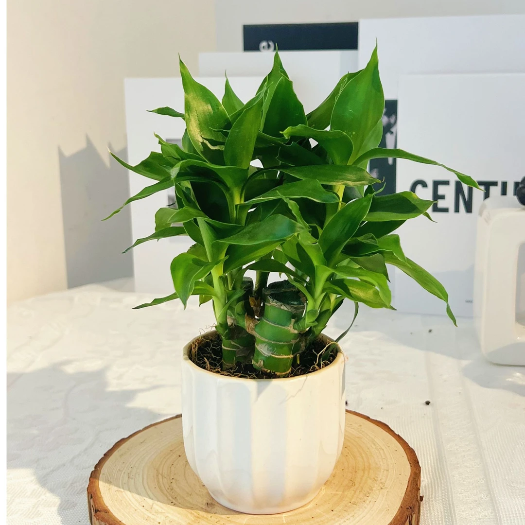 买一送一节节高升荷花竹发财竹植物办公室室内盆栽净化空气好养活