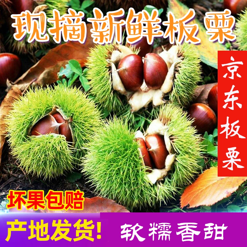 京东板栗2025兴隆油栗燕山板栗生吃脆甜熟吃软糯高糖板栗产地直发