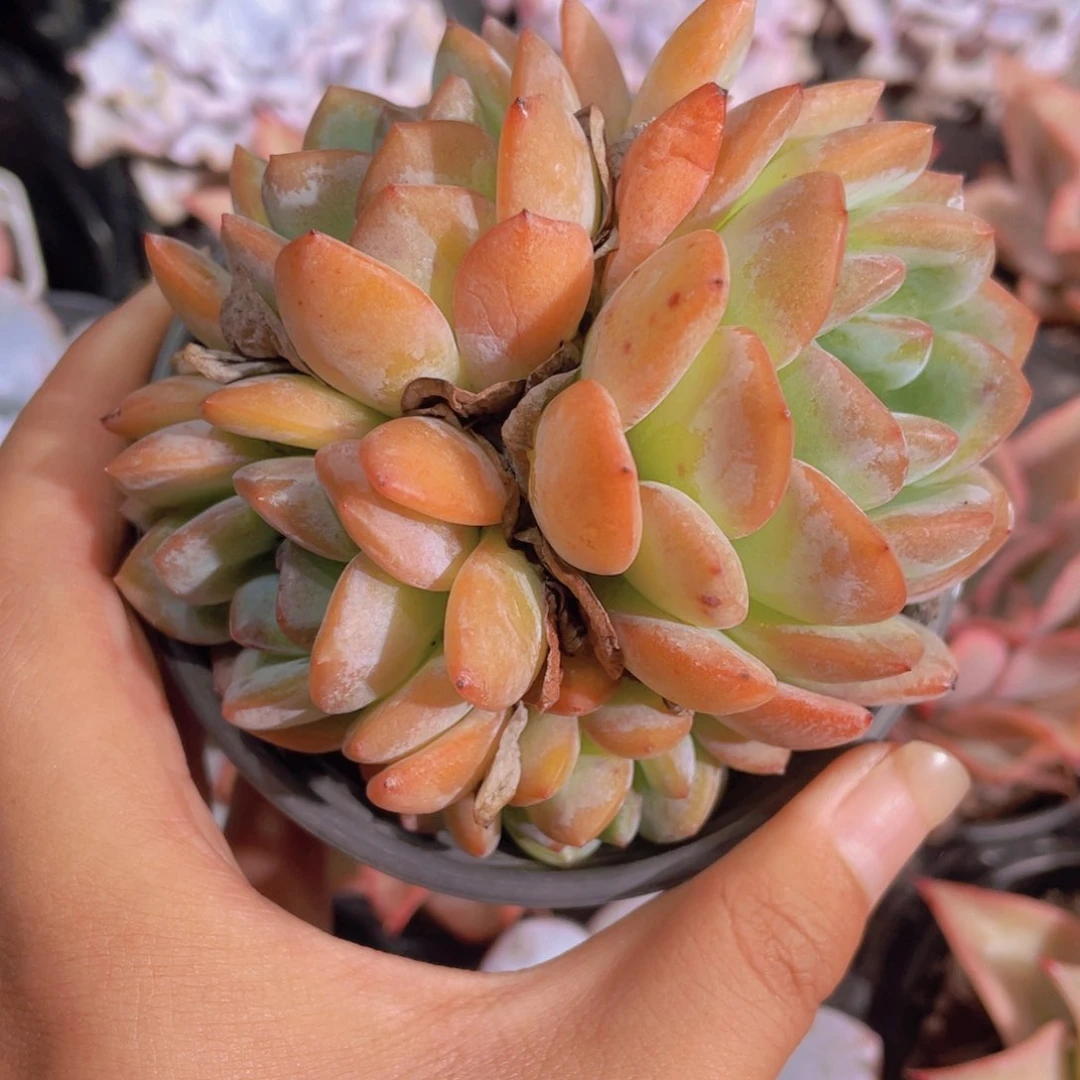 0716全明星母本三头福利一颗