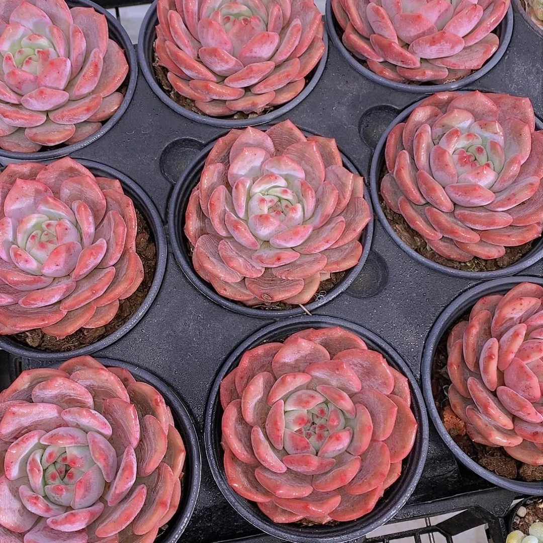 21-凌雪大单头福利一颗 量拍