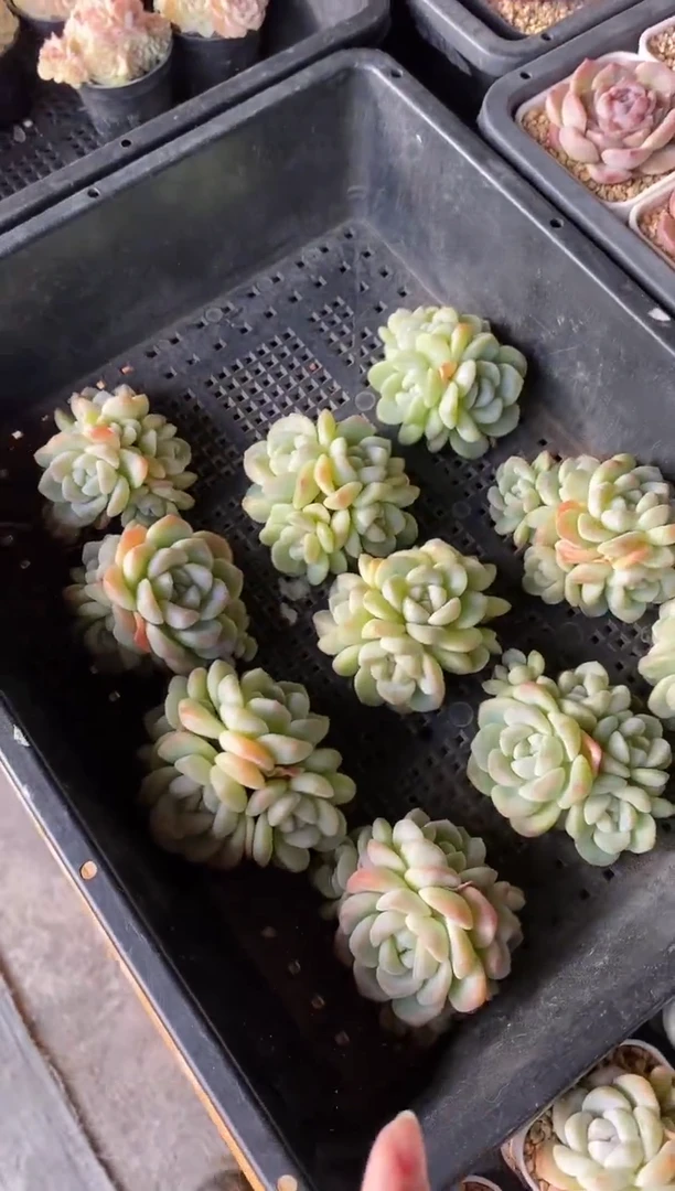 【闪购商品】福利五头冰玉