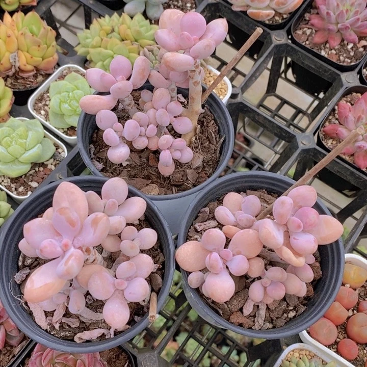 桃蛋群生福利一颗