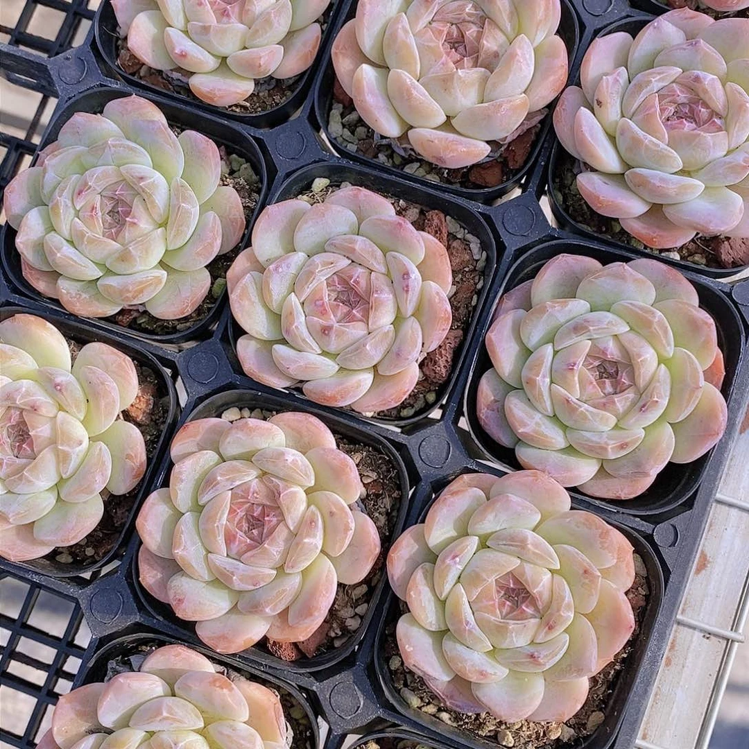 1108-夹心棉花糖单头一颗 量拍