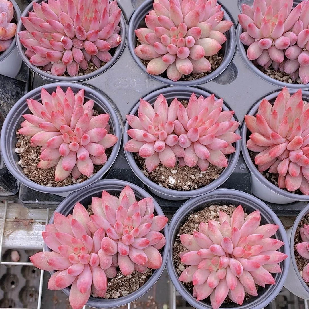 1110-车厘子大双头母本一颗 量拍