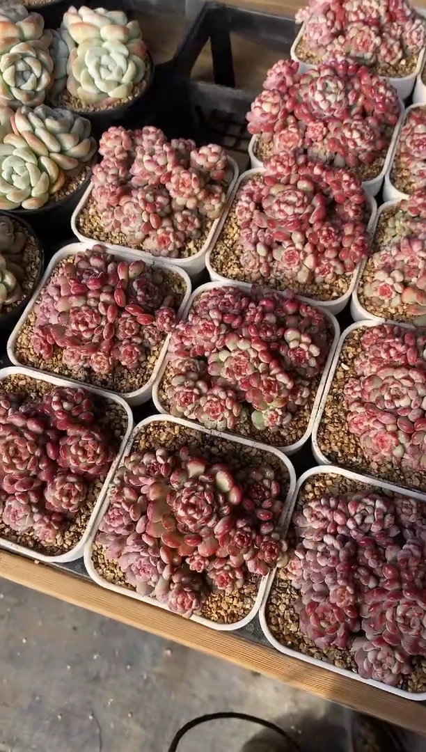 【闪购商品】萌豆群生