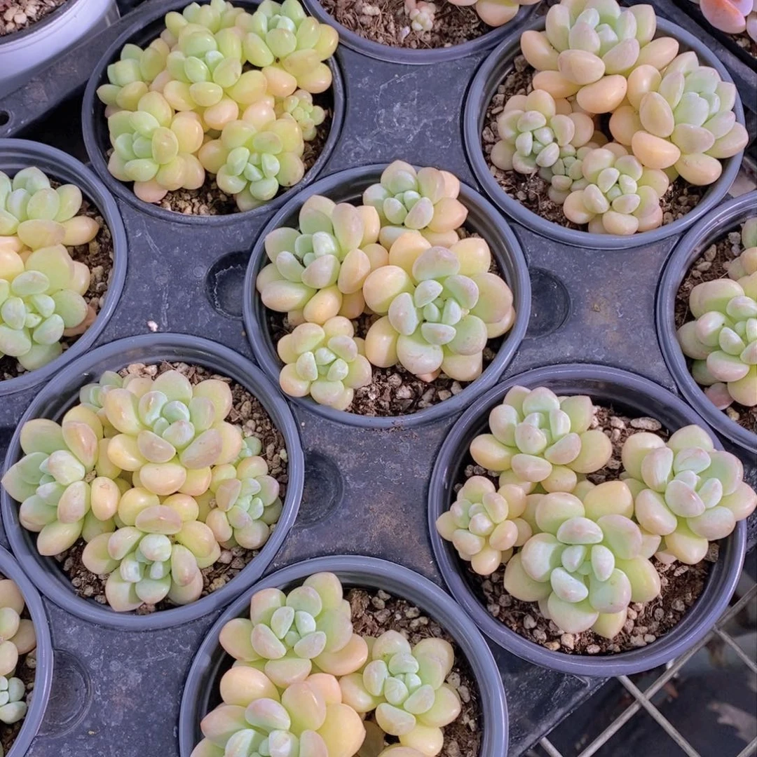 大泡泡糖三头福利一颗