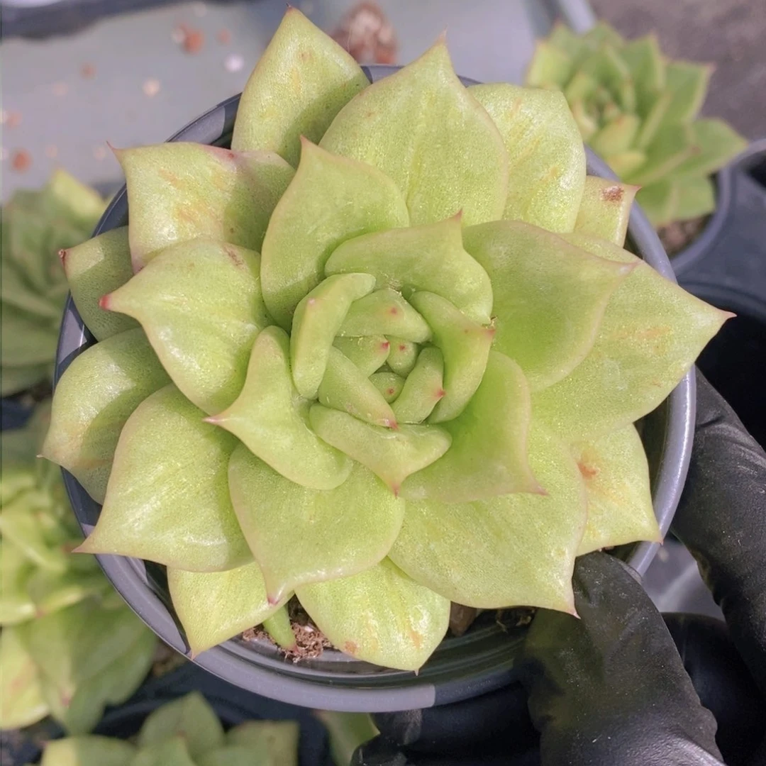 0718蔷薇玛丽亚锦单头福利一颗