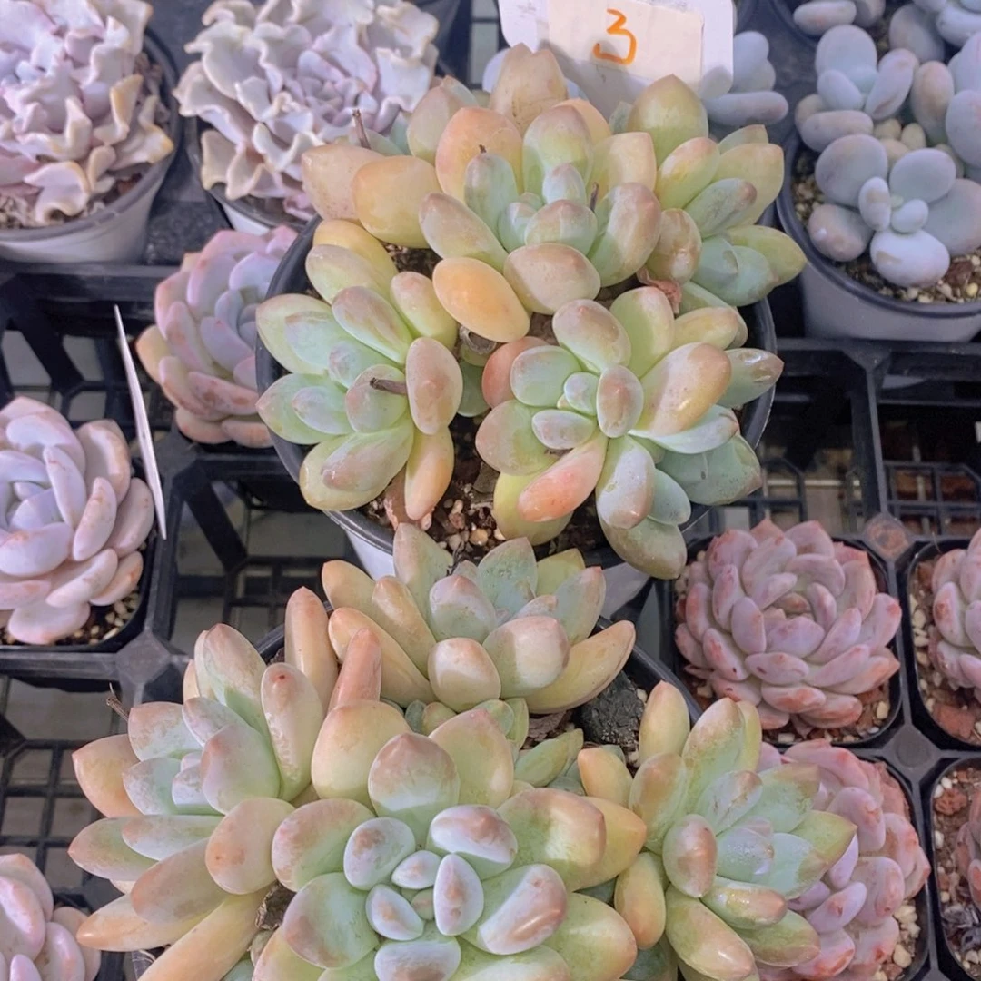 0726-3香水大群一颗