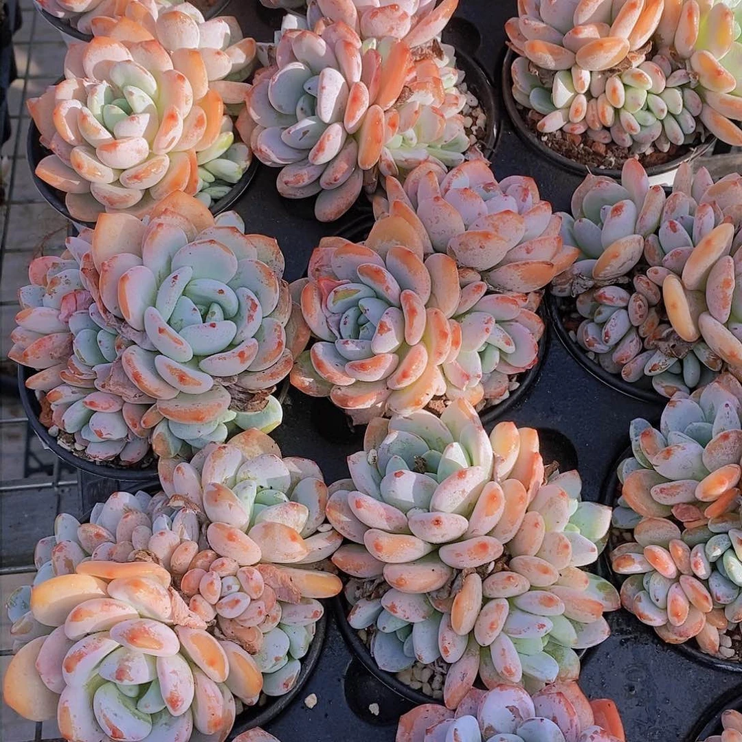 1029-冷香群福利买一送一 量拍