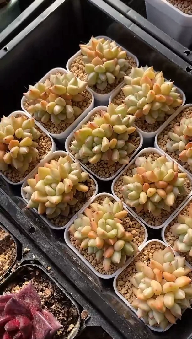 【闪购商品】小黄金象牙