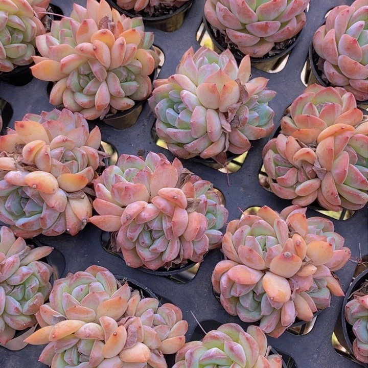 群生草莓杏仁福利一颗