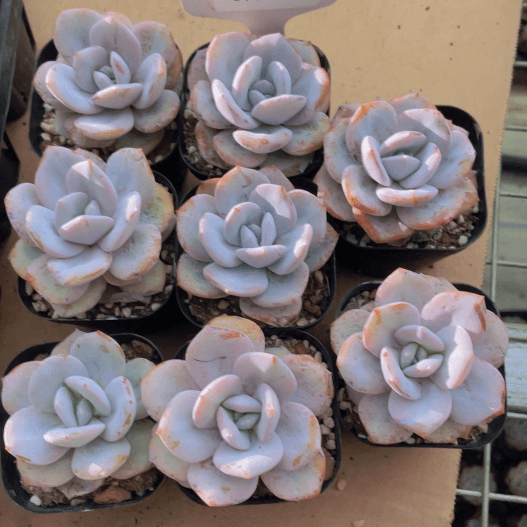 0716-111-奶茶单头福利一颗