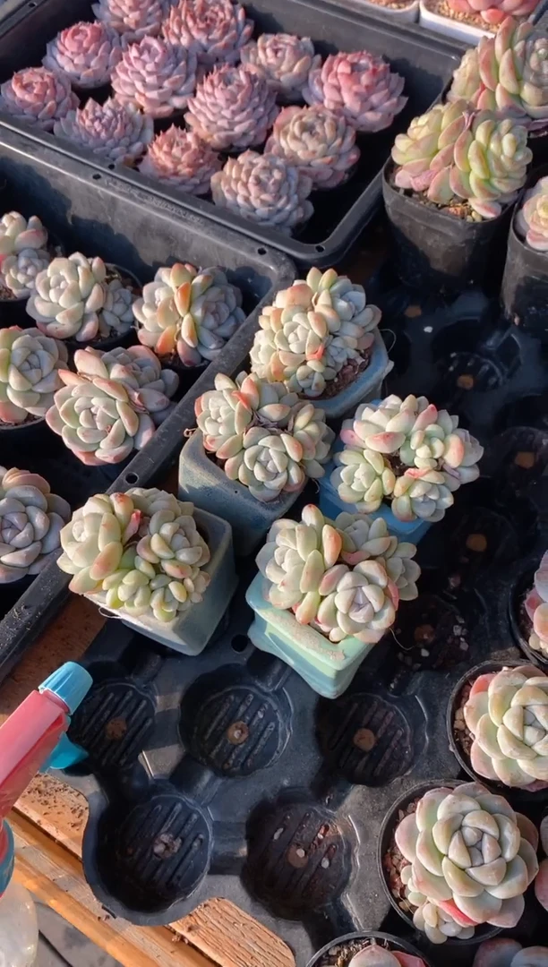 【闪购商品】冰玉小群五头开播福利