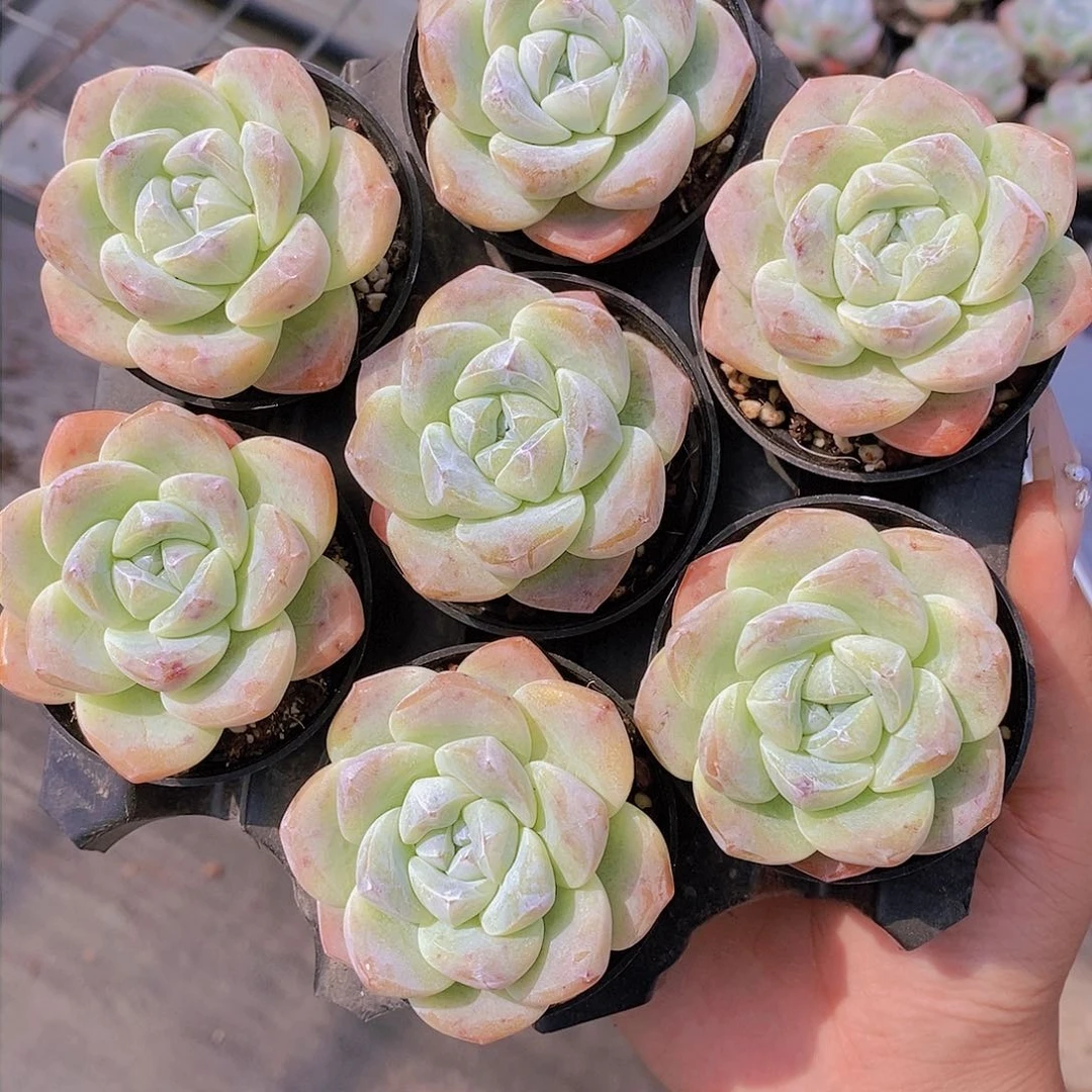 姐妹花园艺精品多肉-胭脂冰玉