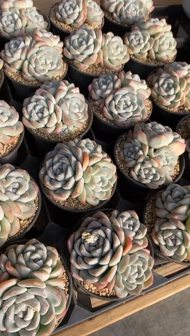 【闪购商品】三头冰玉