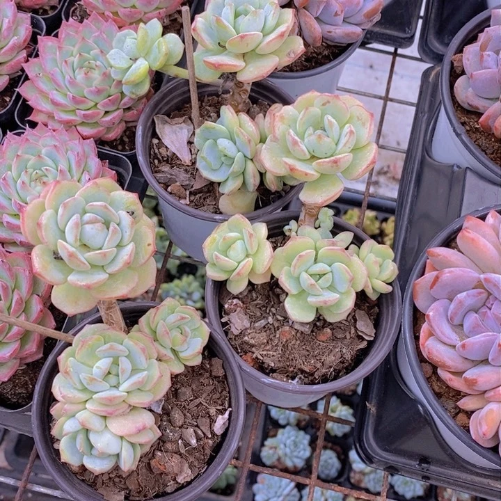 老桩香草福利一颗