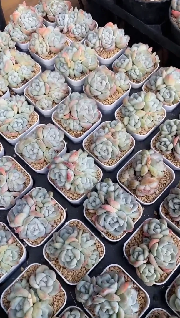 【闪购商品】冰玉小群生四头起发
