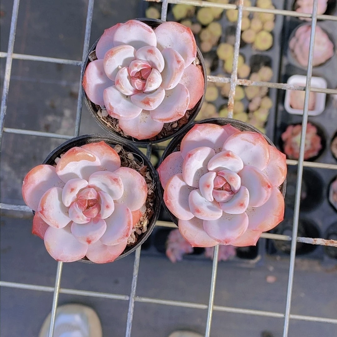 1110-糖心小老桩星星雪三颗 量拍