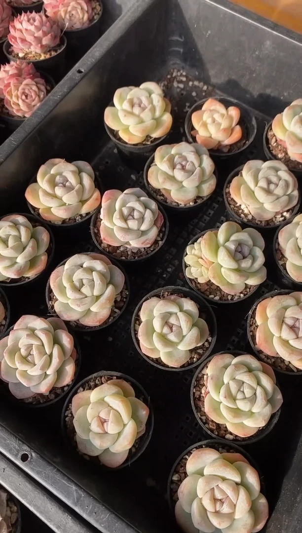 【闪购商品】玲珑紫心小冰玉