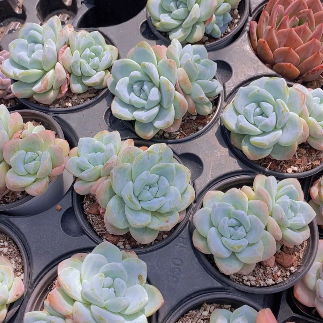 0721-冰玉大双头母本一颗