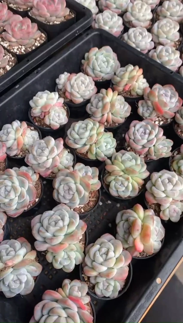 【闪购商品】福利双头冰玉