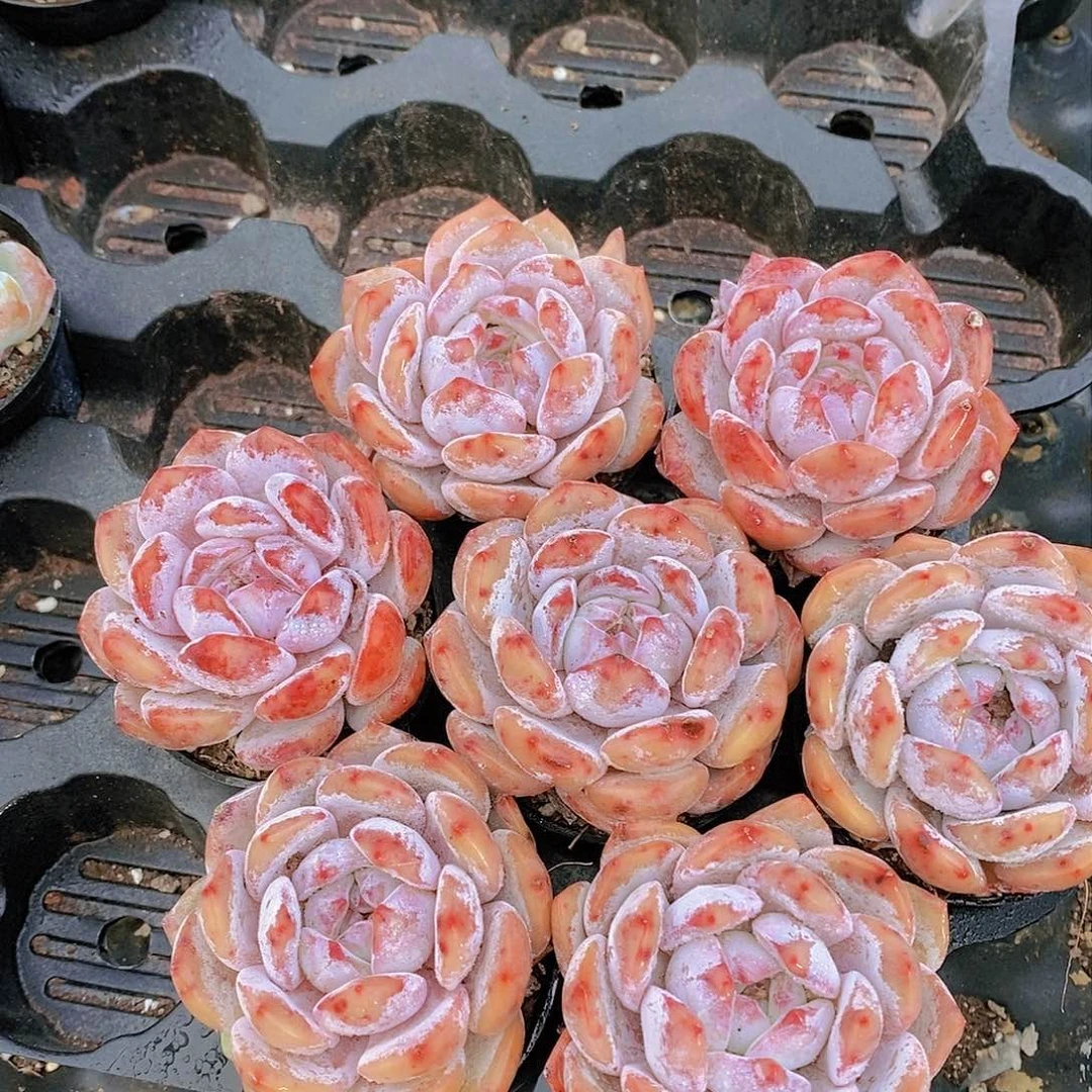 11-11精品小韩橙单头7颗量拍