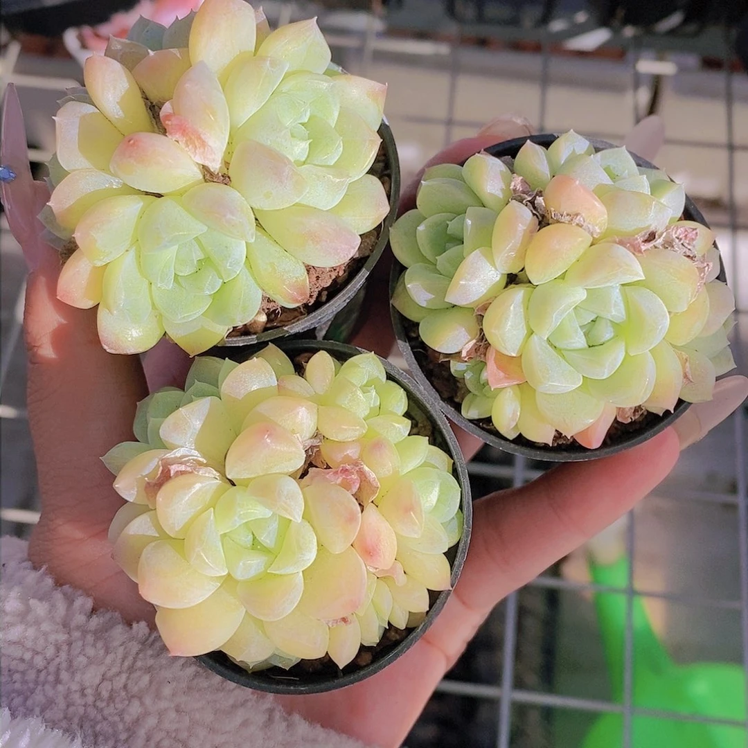 19-精品奶油美人群福利一颗 量拍