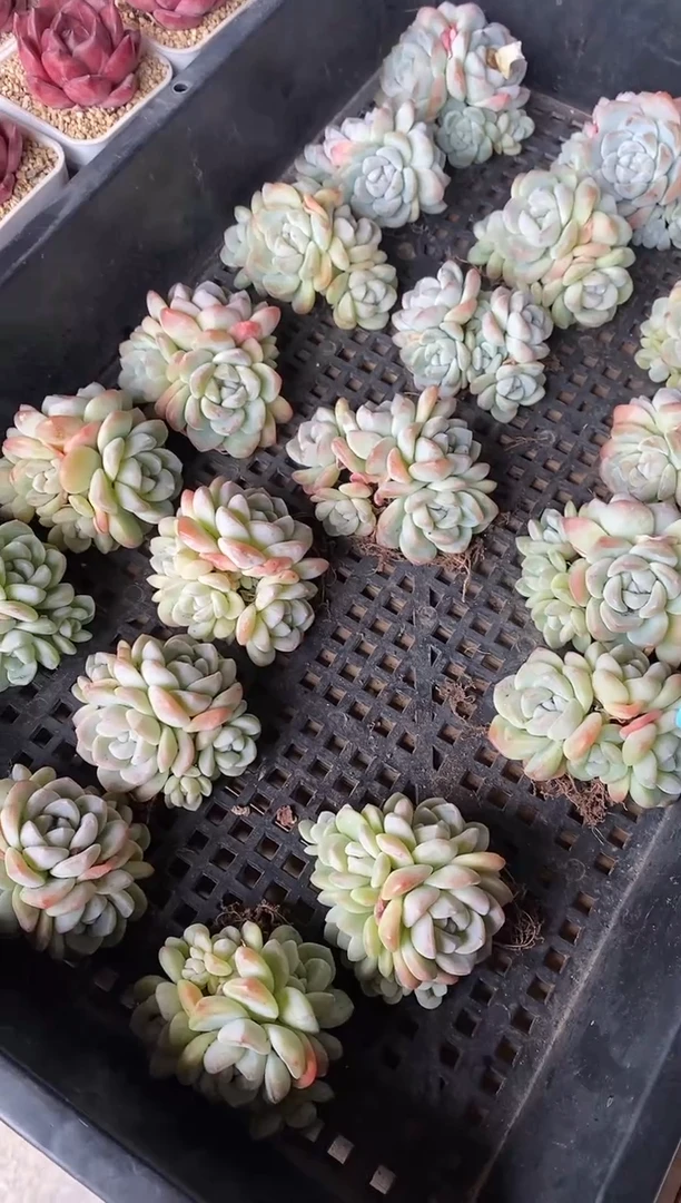 【闪购商品】开播福利5五头冰玉