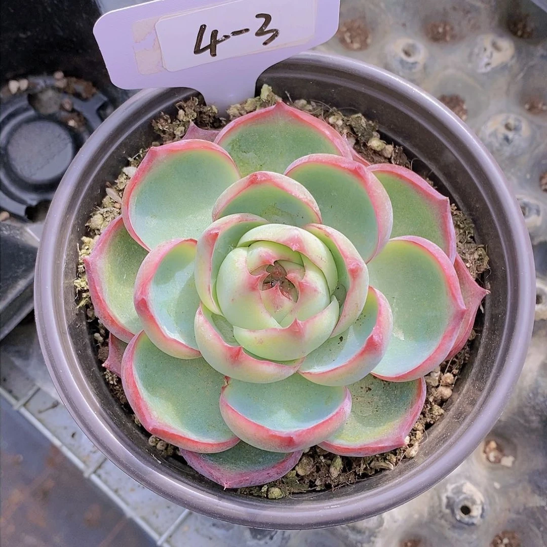 4-3-惊鸿一颗 一物一拍