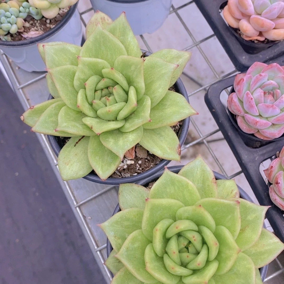 0726-蔷薇玛丽亚锦单头一颗