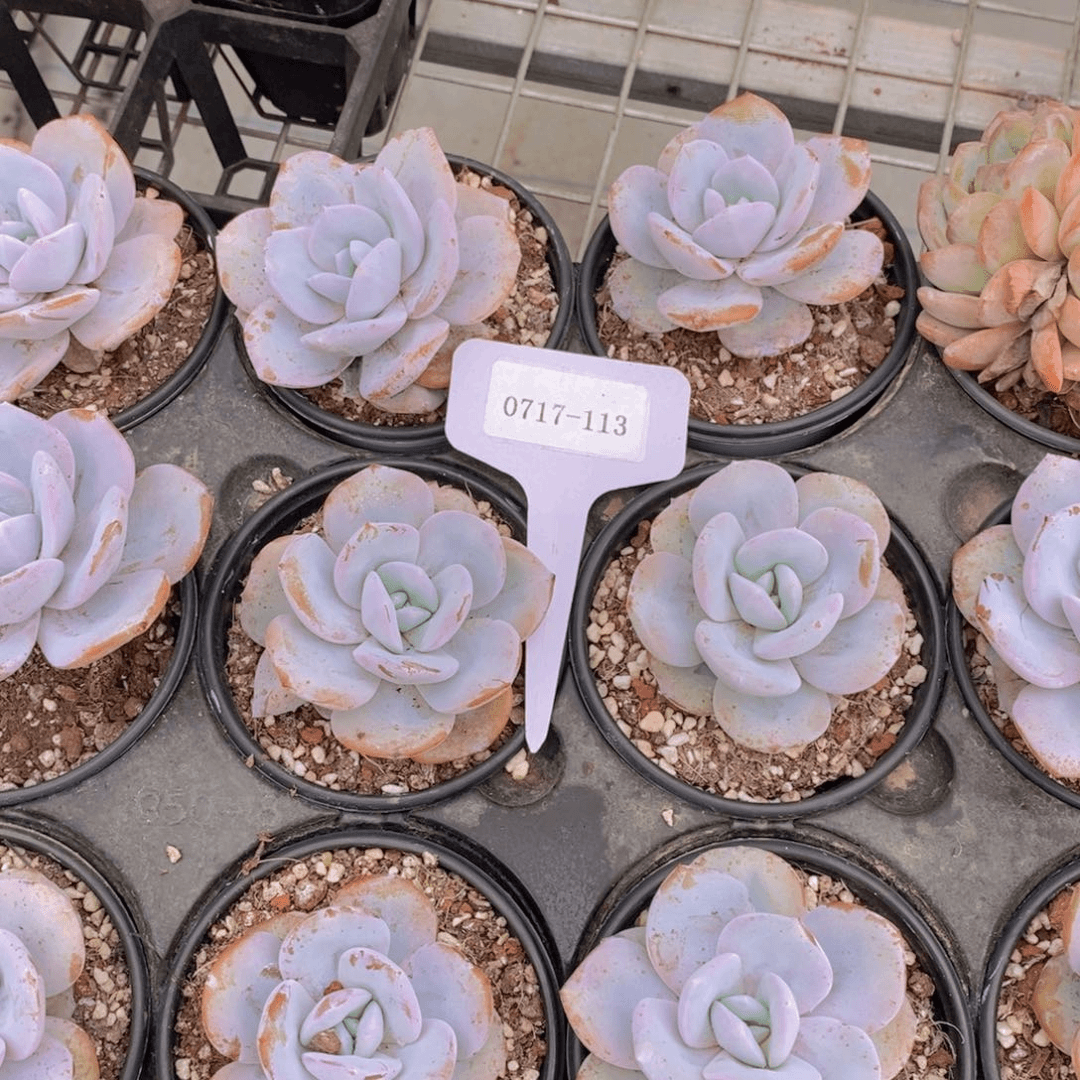 0717-113奶茶一颗