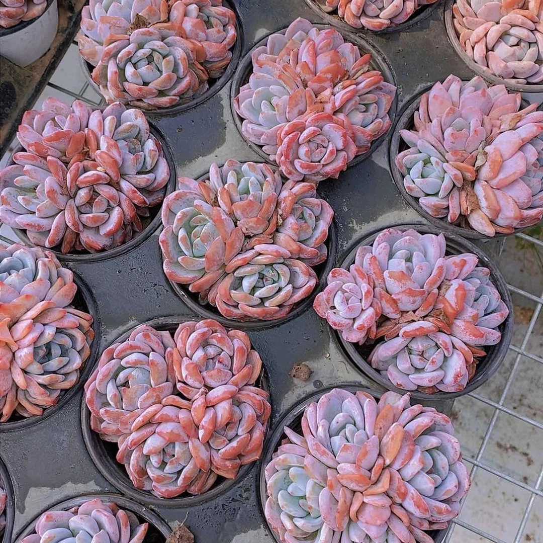 1009-四头韩橙福利一颗 量拍