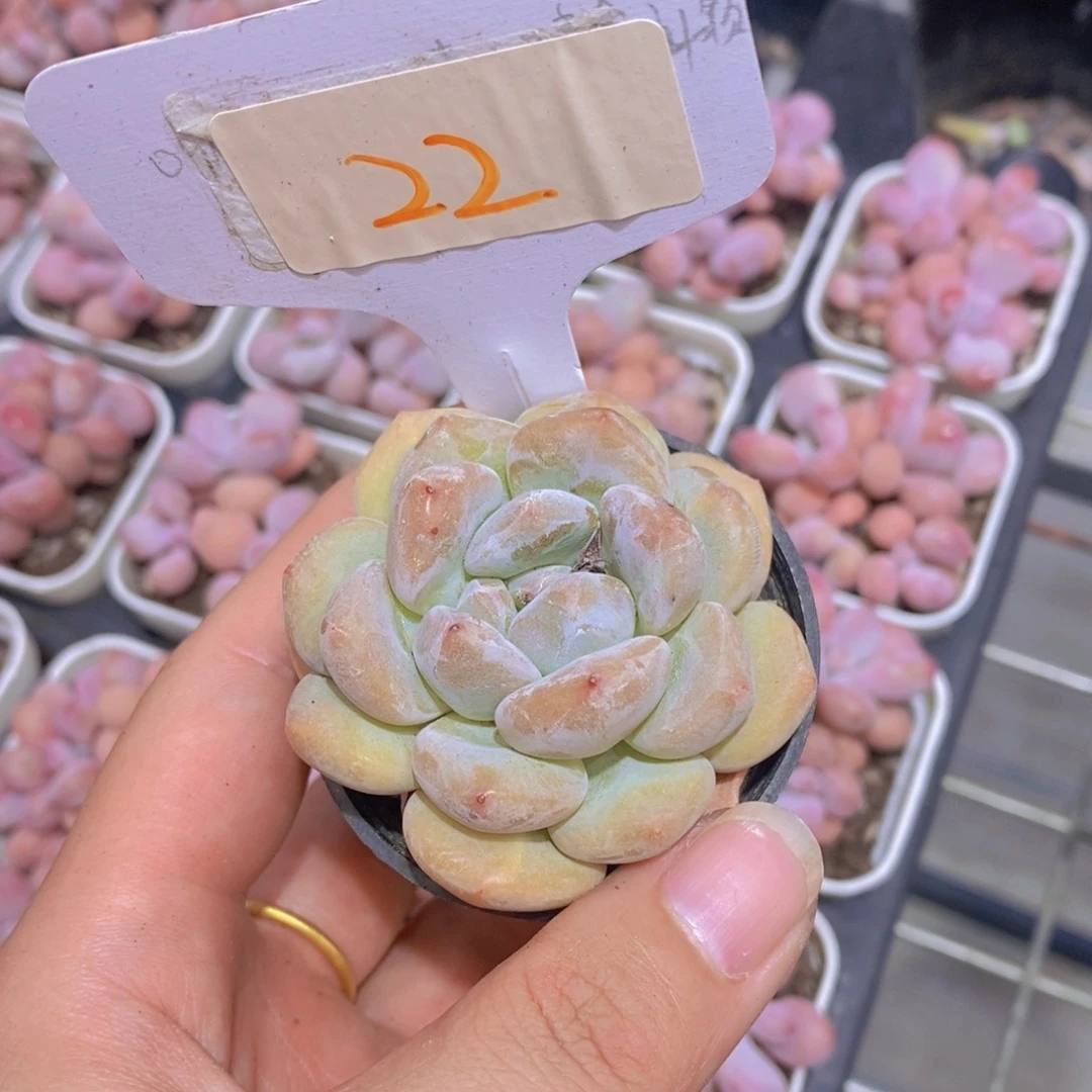 0726-22小柿饼单头一颗
