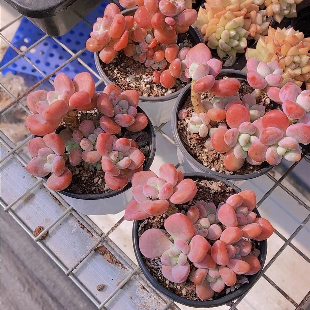 19-老桩红洛神福利一颗 量拍