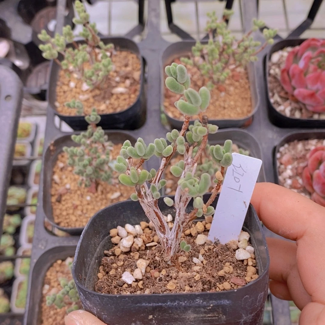 0820-枝干大红叶一盆