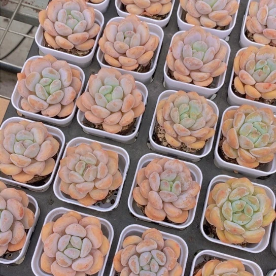 果汁源单头福利两颗