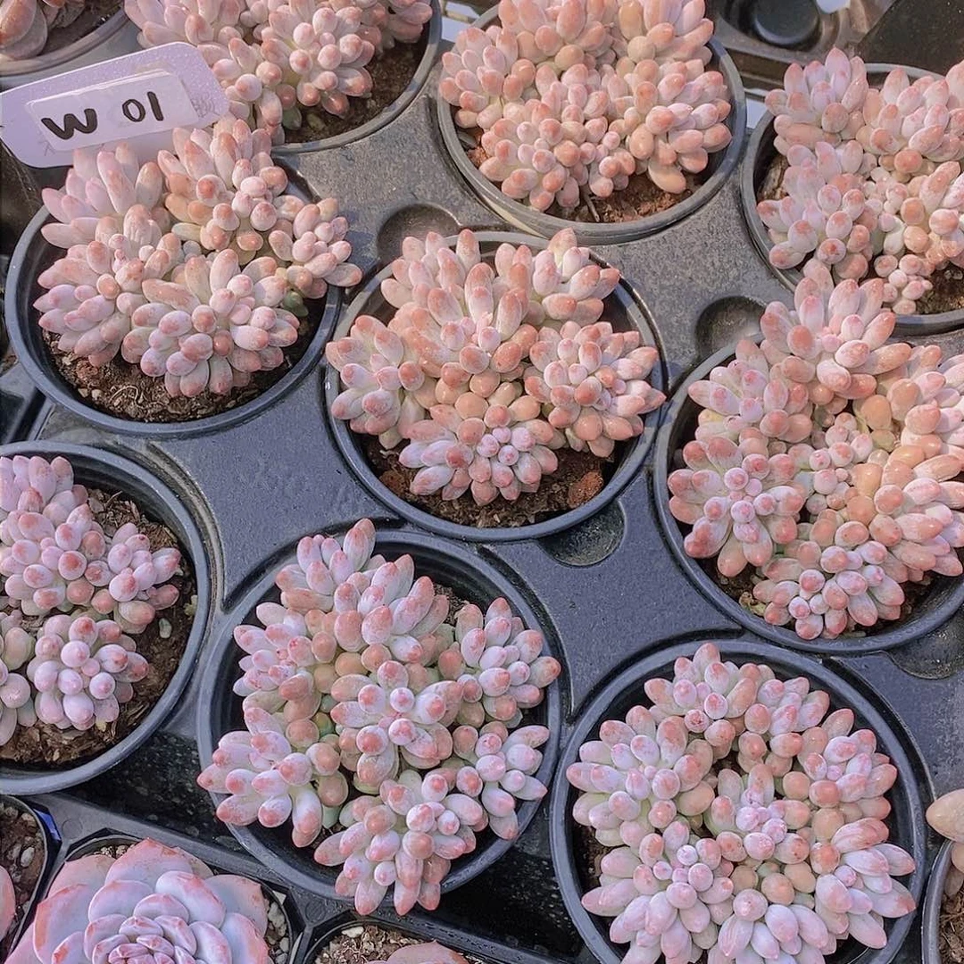 姐妹花园艺精品多肉-婴儿手指