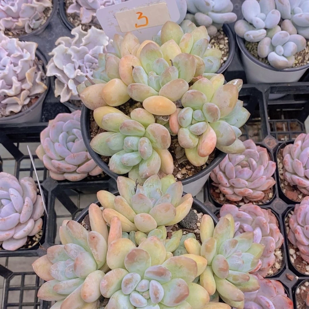 0726-3香水大群一颗