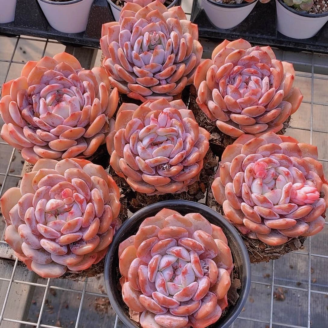 1108-大大大单头橙子福利一颗 量拍