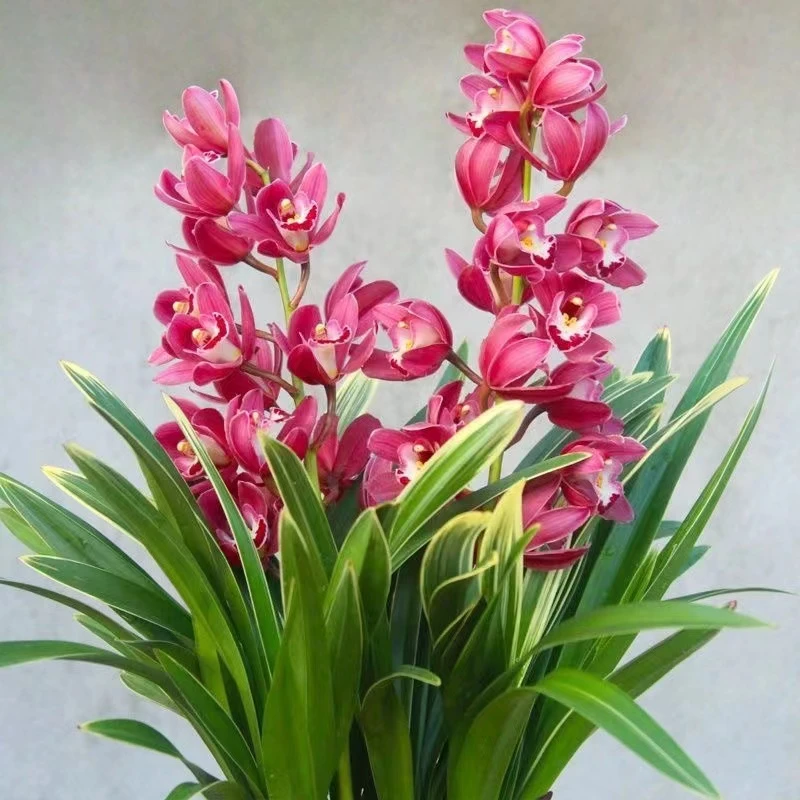 名贵高档精品【金边中国龙】大花蕙兰 年宵花 勤花勤芽  绿植植物