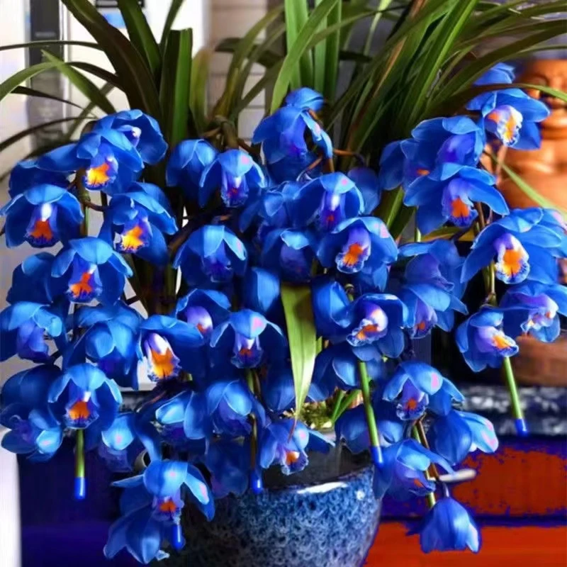 【蓝宝石】兰花建兰室内花卉绿植盆栽易养活