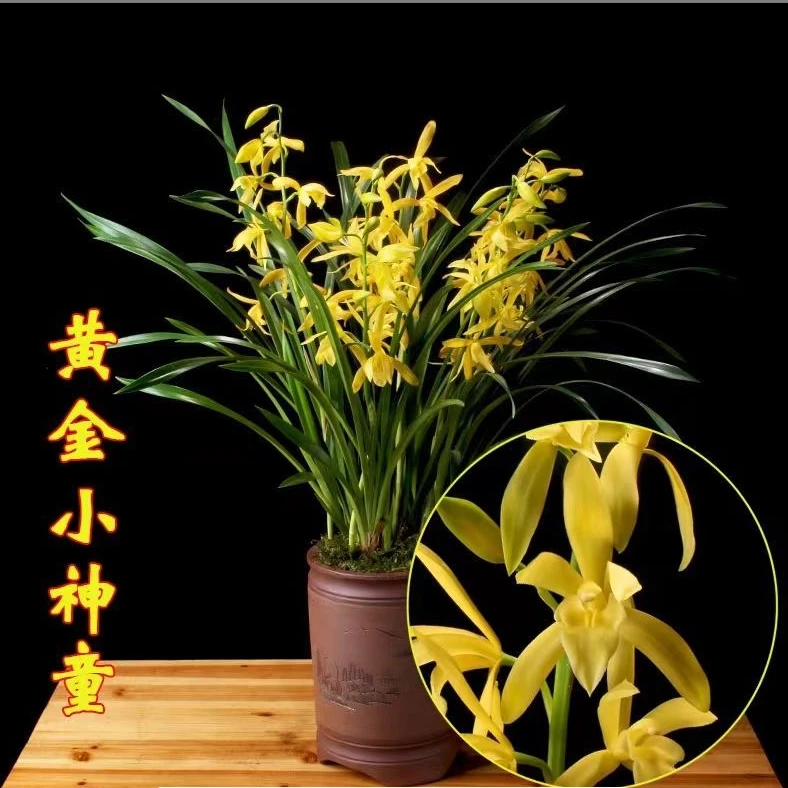 【黄金小神童】建兰品种 四季兰 好养室内绿植花卉盆栽