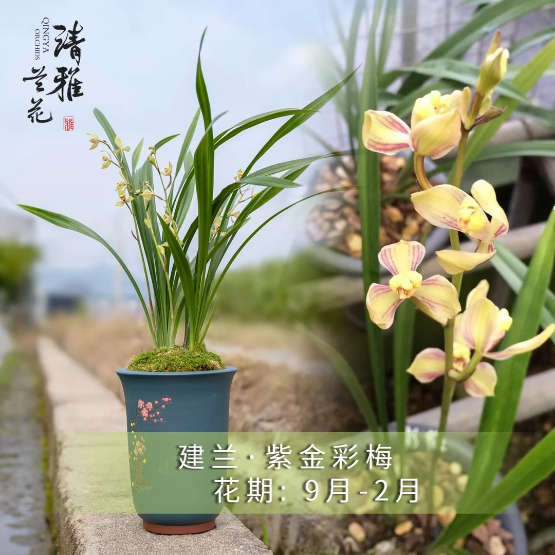 【亿博兰业专属】 紫金彩梅  建兰一年多花 浓香 室内绿植花卉盆栽